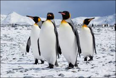 Qui a écrit "L'Île des Pingouins" ?