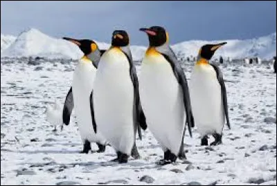 Qui a écrit "L'Île des Pingouins" ?