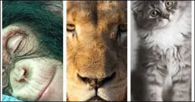 Quel animal le petit-gris est-il ?