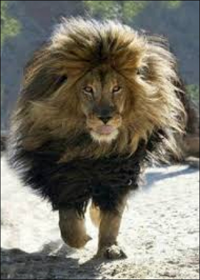 Le lion de l'Atlas est l'emblème du/de :