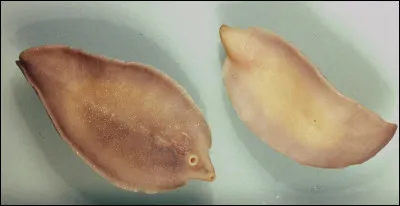''La grande douve du foie'' est un ver plat qui parasite plus particulièrement quels animaux ?