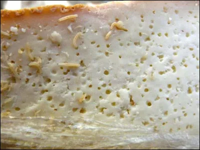 Sur quelle île peut-on trouver le ''casgiu merzu'', fromage avec des asticots vivants ?