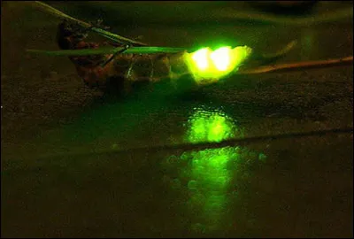 Sous quel autre nom le ver luisant est-il connu ?