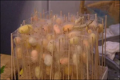 Quel nom donne-t-on à l'élevage du ver à soie ?