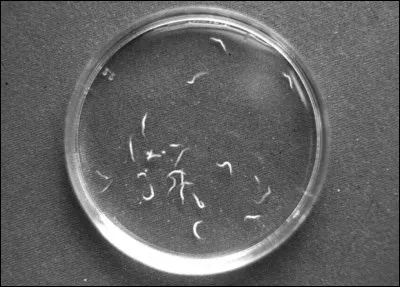 Quel est le nom de ces petits vers qui provoquent habituellement des démangeaisons anales, le plus souvent la nuit, et une insomnie ?