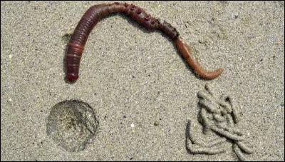 Quel est le nom de ce ver, souvent appelé ''ver de vase'' ou ''ver noir'' que l'on trouve dans les sols sableux ou sablo-vaseux ?