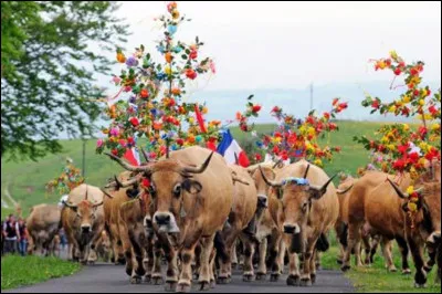 C'est à la Saint Urbain, fin mai, qu'a lieu traditionnellement la fête de la Transhumance. Au départ de trois départements, où arrive cette expédition ?