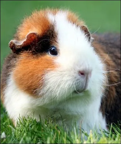 Quel est ce rongeur ?