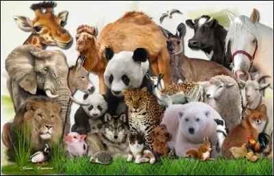 Lequel de ces animaux n'est pas un rongeur ?