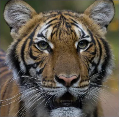 Quel est ton animal pr&eacute;f&eacute;r&eacute; ?