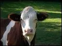 Comment dit-on'vache'en anglais ?