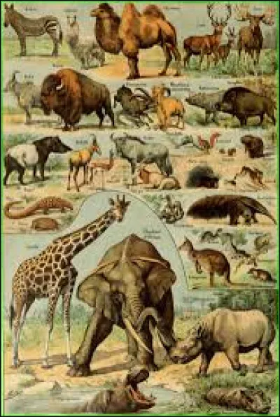 Quel animal la b&eacute;cassine des marais est-elle ?