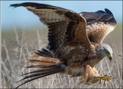 Quel est cet oiseau de proie diurne avec une longue queue, il est surtout nécrophage ?