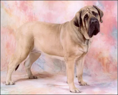 Quel est ce molosse, puissant, musclé, symbole de vaillance qui pèse entre 60 et 110 kg ?