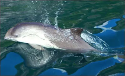 Quel est ce petit cétacé à dents, à rostre court avec une bosse adipeuse, un corps trapu et une nageoire dorsale ?