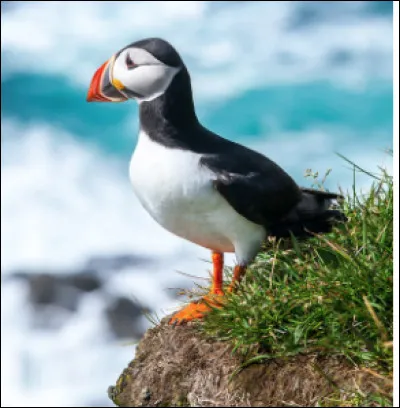 Quel est cet oiseau maritime au plumage noir et blanc et au bec coloré qui vit dans les régions tempérées de l'atlantique et du Pacifique ?