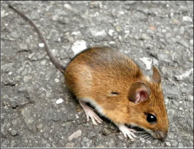 Quel est ce petit rongeur sauteur et nageur, agile et rapide ?