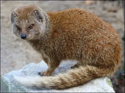 Quel est ce mammifère carnivore, agile, rapide, solitaire et qui n'a peur de rien ?