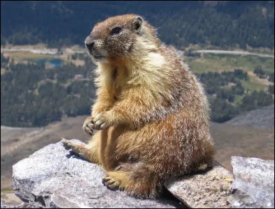 Quelle est ce mammifère de l'ordre des rongeurs au corps trapu qui hiberne pendant cinq mois et demi ?