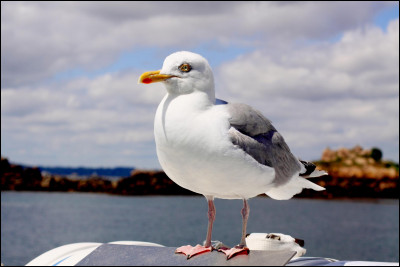Quel est cet oiseau côtier blanc gris au cri aigu ?