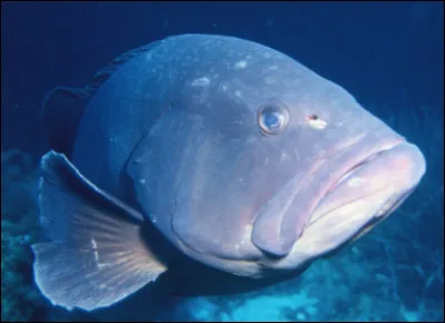 Quel est ce poisson carnivore tropical, riche en fer, en phosphore et en vitamines ?