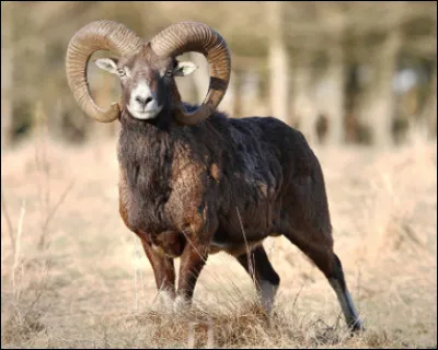 Quel est cet ovin sauvage avec de grandes cornes spiralées et recourbées ?