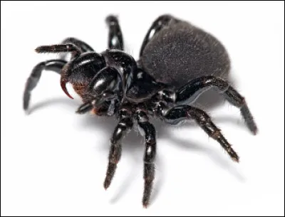 Quelle est est cette araignée tropicale au venin puissant qui paralyse ses proies immédiatement ?