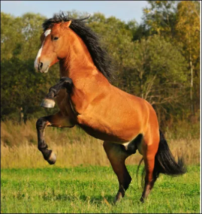 Quel est ce cheval sauvage du Nord-Ouest américain, résistant, rapide et fougueux ?