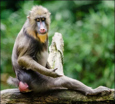 Quel est ce singe du genre primate avec un museau allongé coloré, une face noire et des fesses rouges ?
