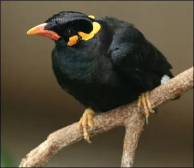 Quel est cet oiseau noir capable d'imiter la voix humaine ?