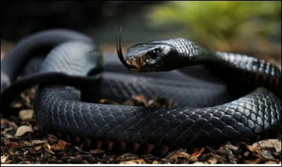 Quel est ce serpent diurne d'Afrique, puissant et rapide dont le venin est mortel pour l'homme ?