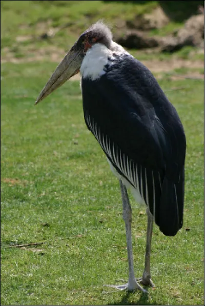 Quel est cet oiseau d'Afrique, un grand échassier avec le dos et les ailes noirs, un cou et une tête déplumés, un long bec massif ?