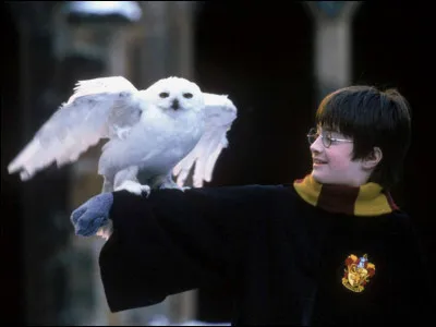 Comment sappelle la chouette de Harry ?