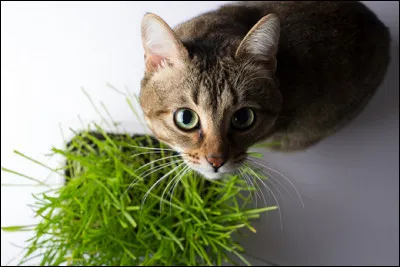 À quoi l'herbe à chat sert-elle aux chats ?