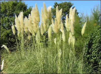 De quel continent l'herbe de la pampa est-elle originaire ?