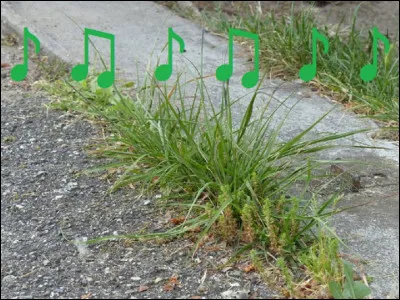 Qui est l'auteur-compositeur-interprète de la chanson ''La mauvaise herbe'' ?