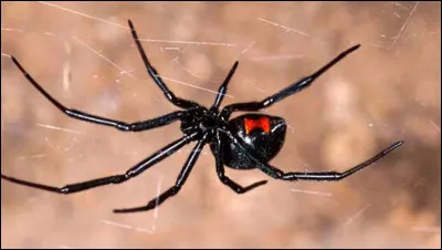 Comment s'appelle l'homme-araignée ?