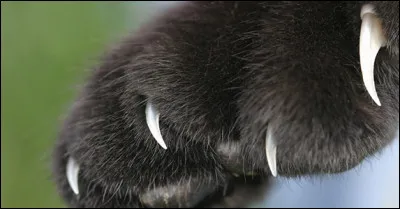 Comment s'appelle le héros avec des griffes et qui guérit rapidement ?