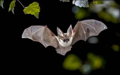 Comment s'appelle le héros qui ressemble à une chauve-souris ?