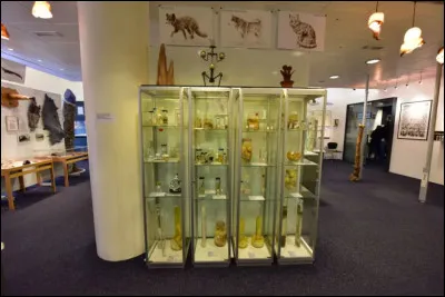 Dans un genre un peu moins festif, le "Musée Phallologique national" se trouve à ...[ville] : on peut y voir des phallus ...[de quel sorte ?] !