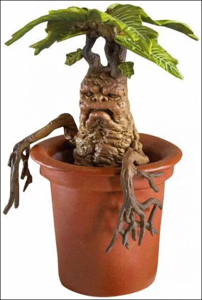 En plus des gants, que doivent porter les élèves du professeur Chourave pour se protéger des mandragores ?