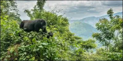 Quel oiseau peut-on voir sur le drapeau d'Ouganda ?