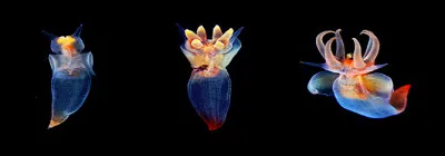 Ce bel animal marin, que l'on voit évoluer gracieusement, existe-t-il ou est-ce un photo-montage ?