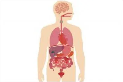 Dans le corps humain, à quoi sert le rectum ?