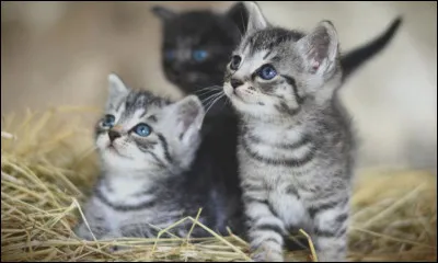 Tu as trois chatons, comment les appelles-tu ?