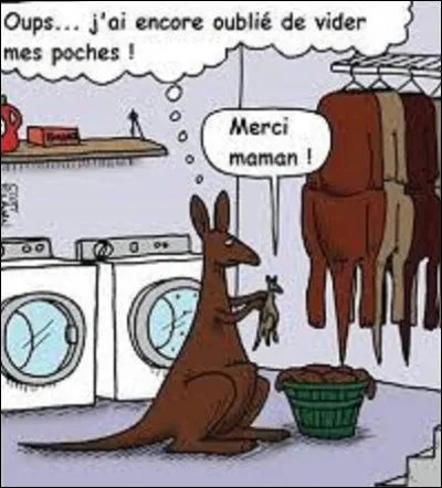 Animaux : 
Combien de temps reste le bébé kangourou dans la poche de sa mère ?