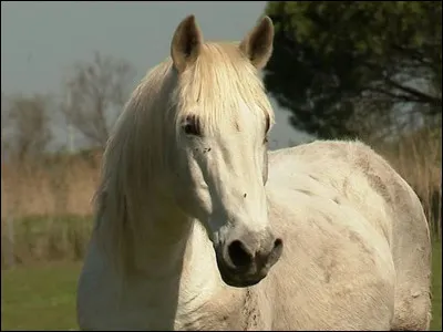 De quelle couleur est ce cheval ?