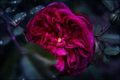 Lequel de ces termes qualifie un &eacute;cran que l'on peut contr&ocirc;ler par contact physique, bien souvent avec les doigts ?