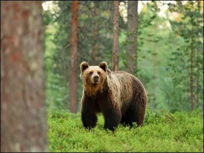 Comment dit-on "ours" en anglais ?