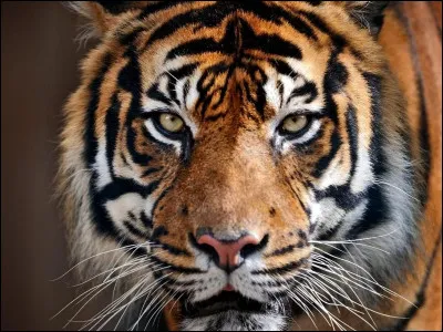 Comment dit -on "tigre" en anglais ?